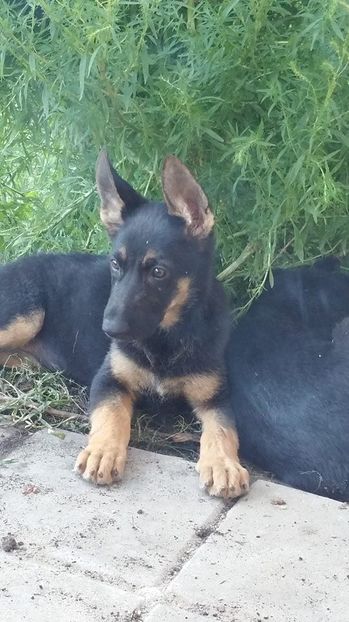 Caiine ciobanesc german  2 luni si jumatate pentru vinzare - Ciobanesc german