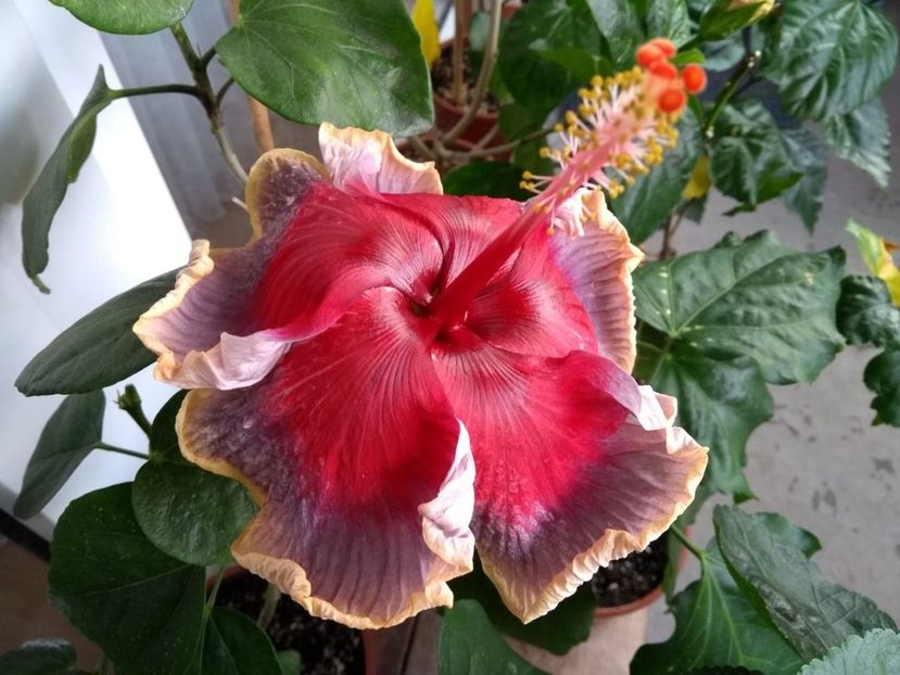  - Indian Divine Grace