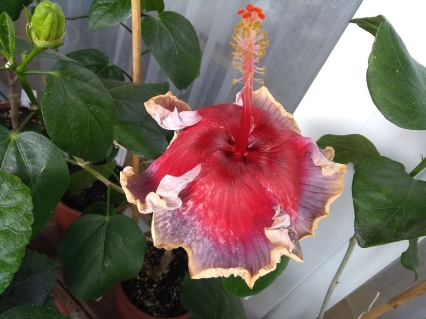  - Indian Divine Grace