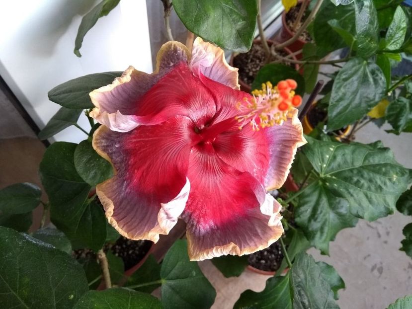  - Indian Divine Grace