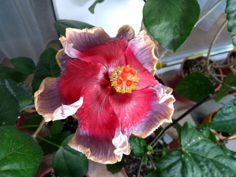  - Indian Divine Grace