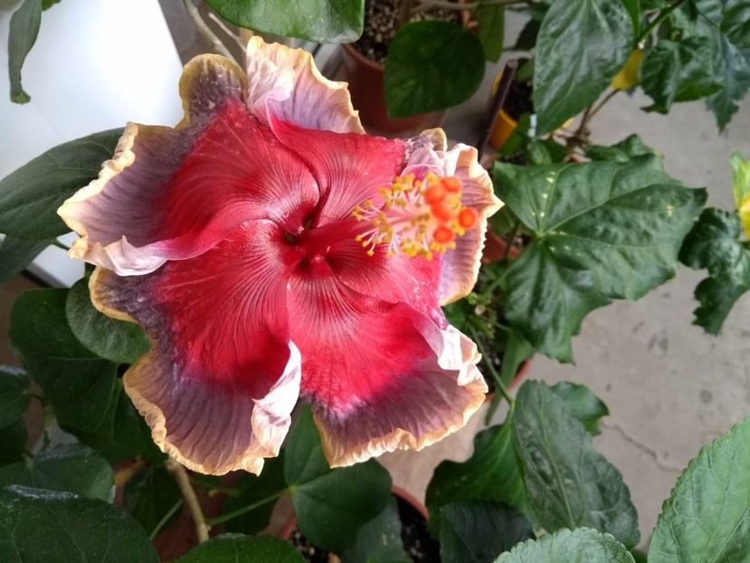  - Indian Divine Grace