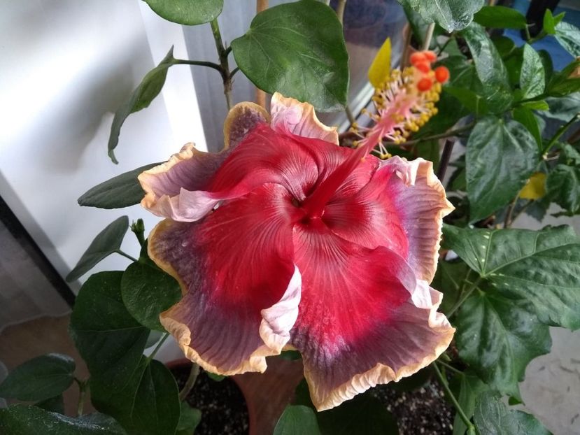  - Indian Divine Grace