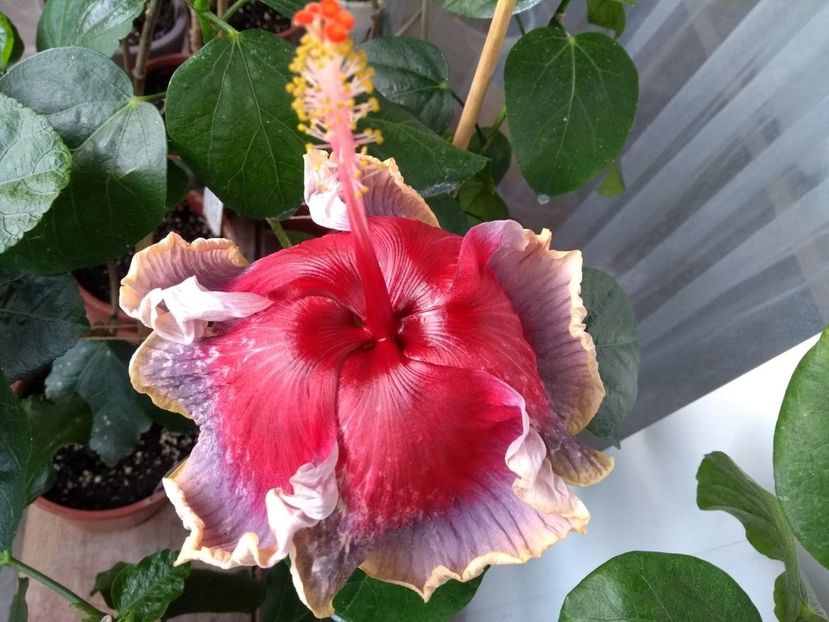  - Indian Divine Grace