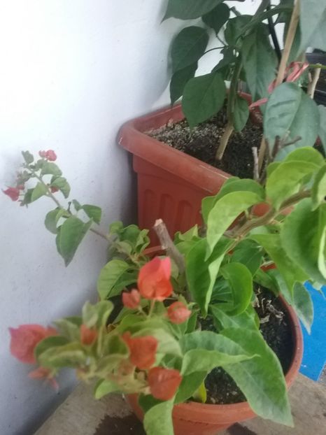  - Bougainvillea