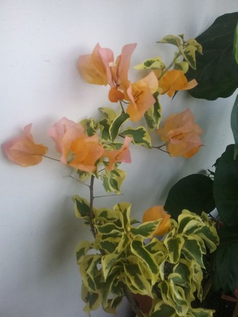  - Bougainvillea