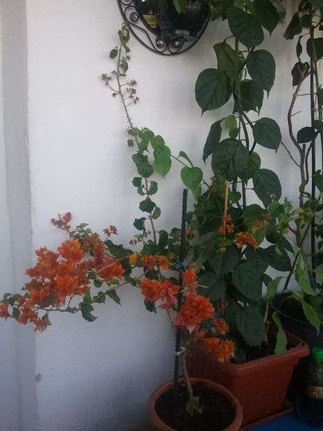  - Bougainvillea