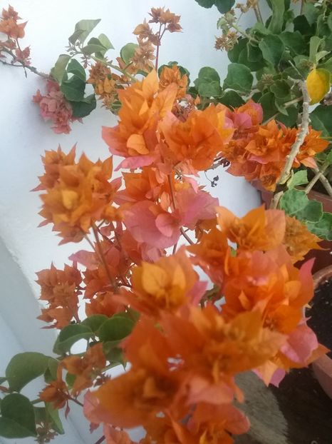  - Bougainvillea