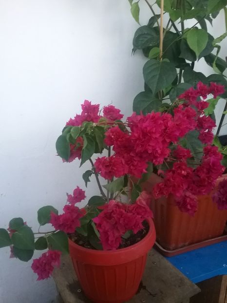 - Bougainvillea