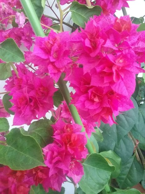  - Bougainvillea