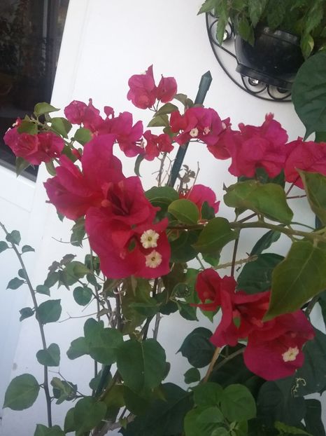  - Bougainvillea