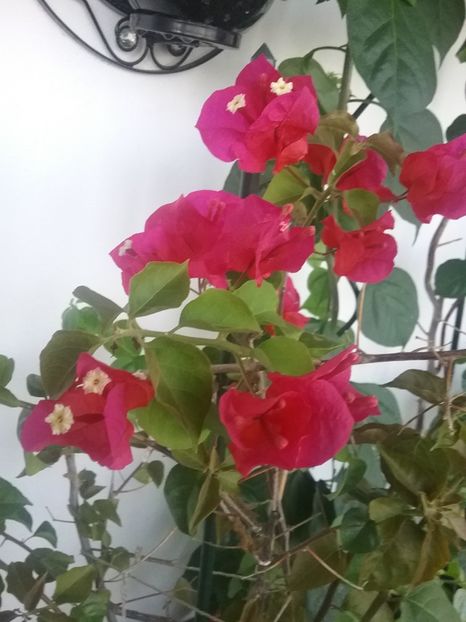  - Bougainvillea