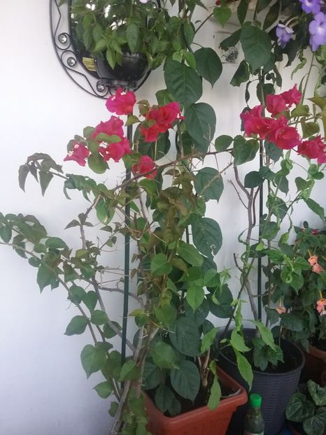  - Bougainvillea