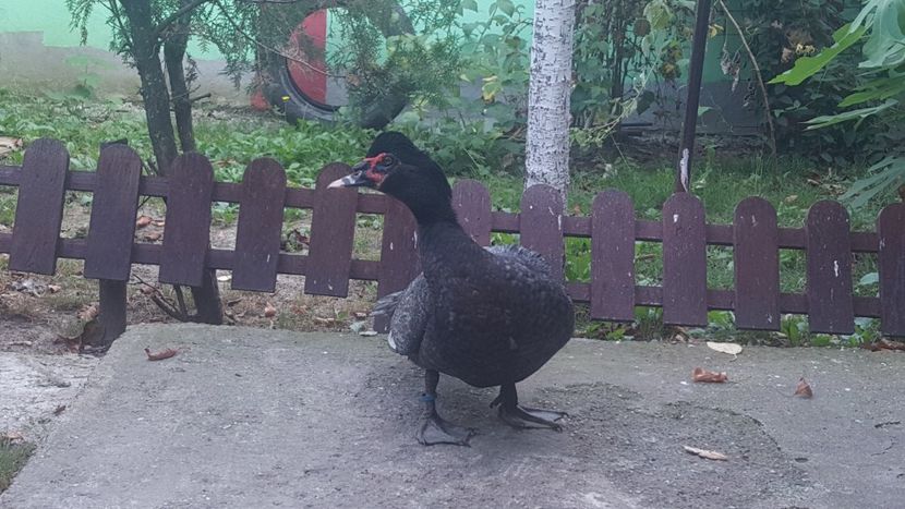 tineret - Bomboane asortate 2018