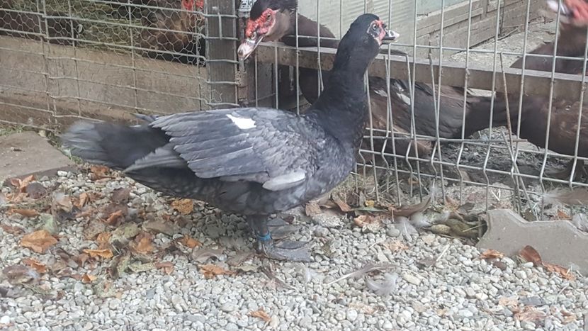 Warzenenten blau - Bomboane asortate 2018