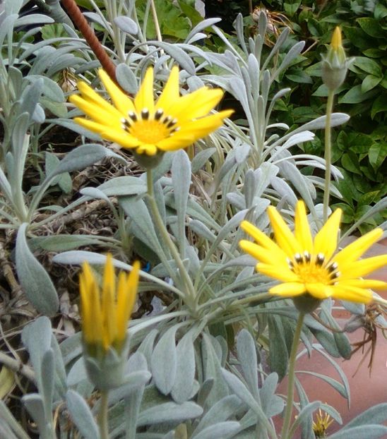 Cineraria flori - alte flori 2