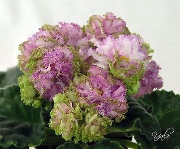 Feja poză net - ZZ Feja