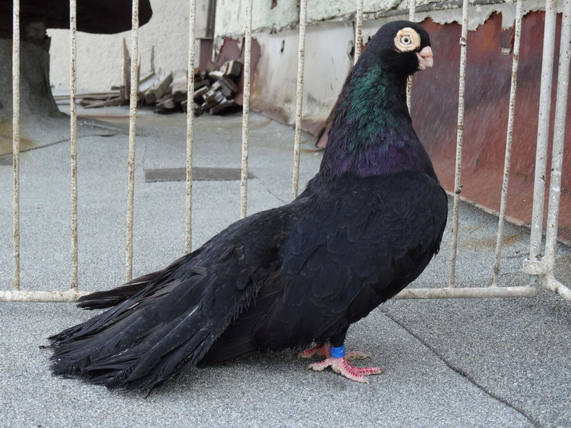  - Jucator de Chisinau