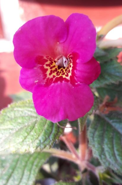 Hard to Get - 09 Achimenes 2018