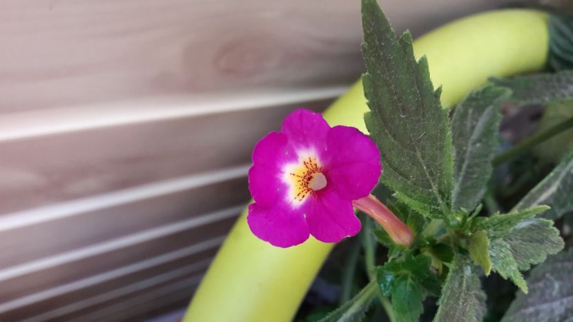 Claret - 09 Achimenes 2018