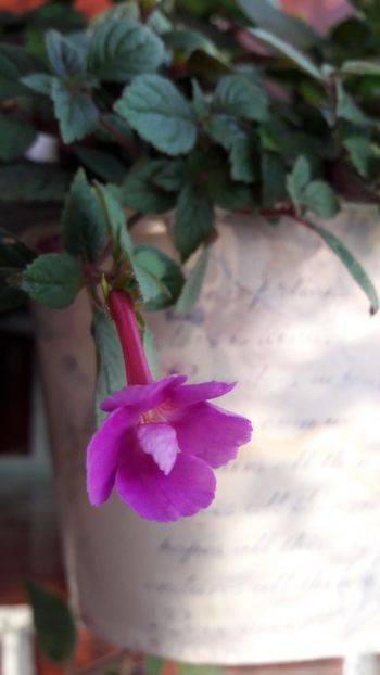 Petitte Nicole - 09 Achimenes 2018