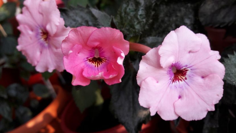 Pink pearl - 09 Achimenes 2018