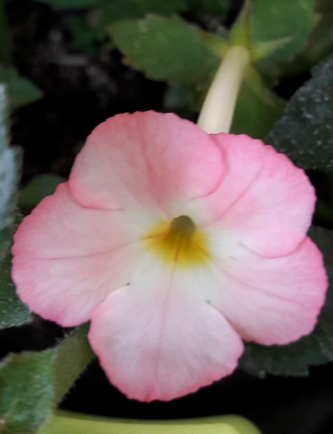 La Vie en Rose - 09 Achimenes 2018