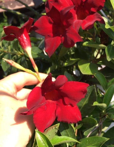 F1F6BCD8-4A2F-4D3A-AC3D-7CE5CB0805CD - Mandeville 2018