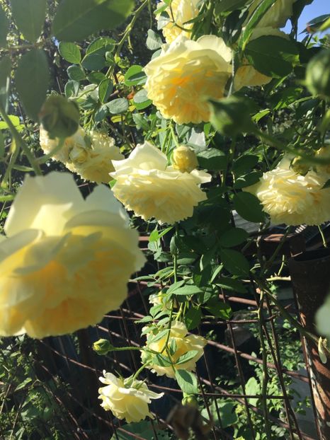 CCFDA187-03C9-4C5B-9A1E-C310286107D3 - Trandafiri 2018 III