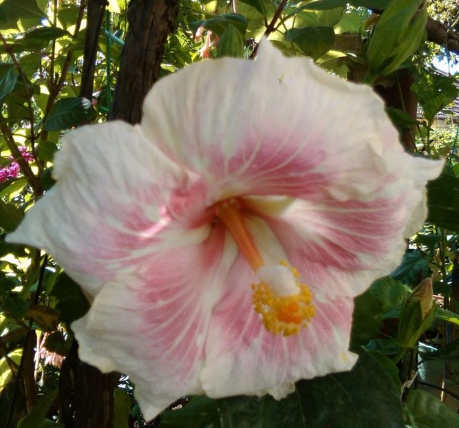  - Hibiscus Goin Steady