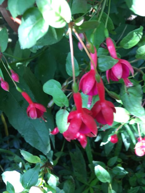 Marinka - Fucsii 2018