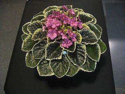 buckeye-cranberry-sparkler - Cumpar frunze de violete