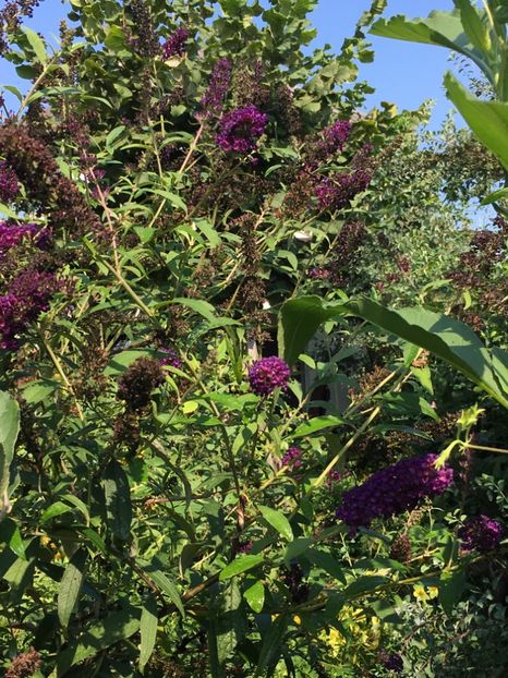 433A471D-6BC5-4FFF-B865-391E41800D64 - Arbuști 2018