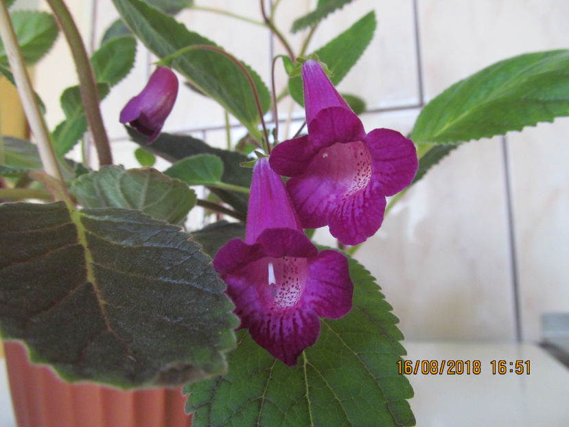  - Smithicodonia Heartland s Joy