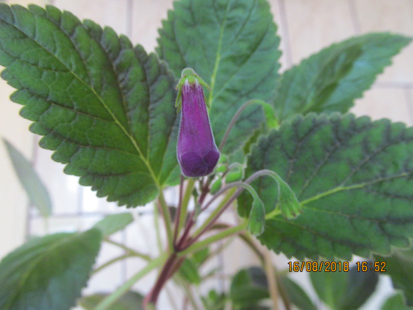  - Smithicodonia Heartland s Joy