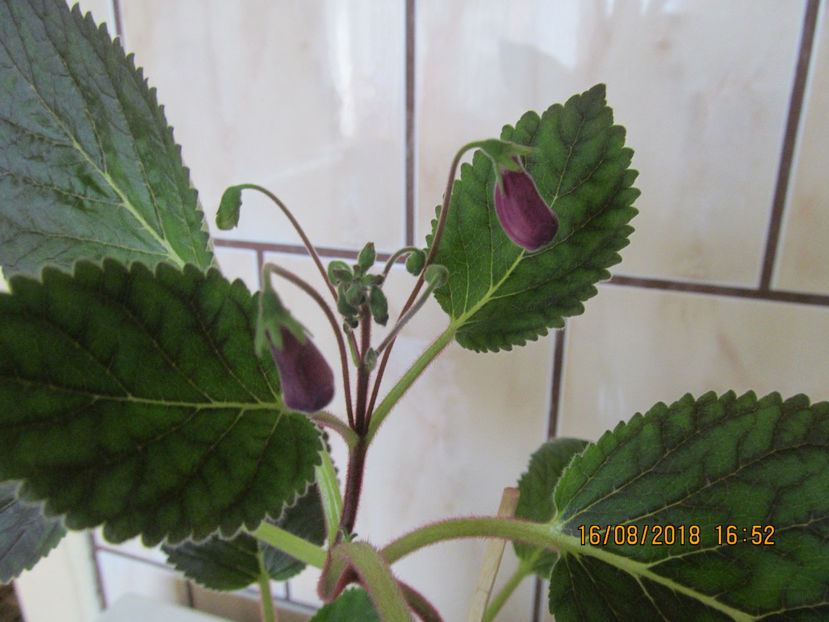  - Smithicodonia Heartland s Joy