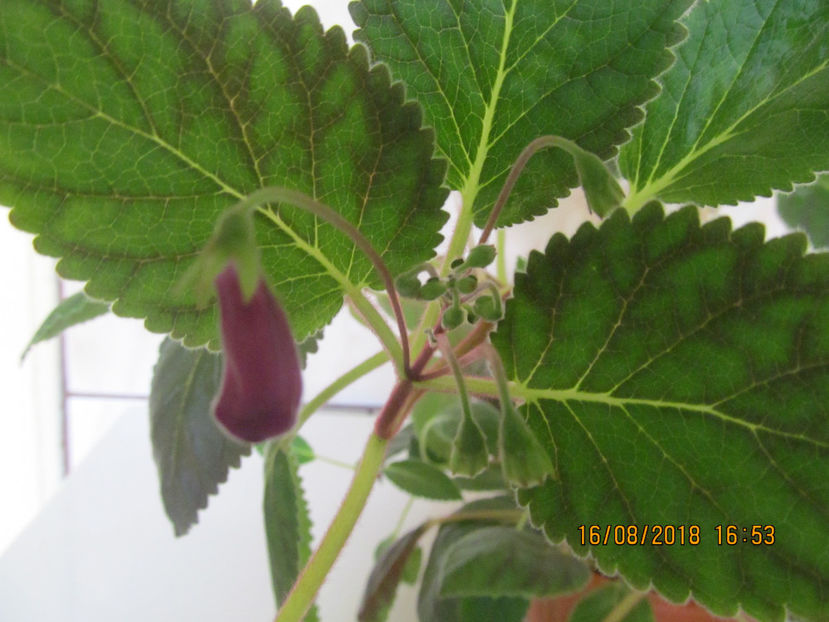  - Smithicodonia Heartland s Joy