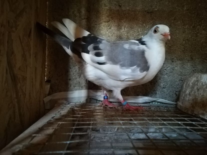  - porumbei care mi-au apartinut