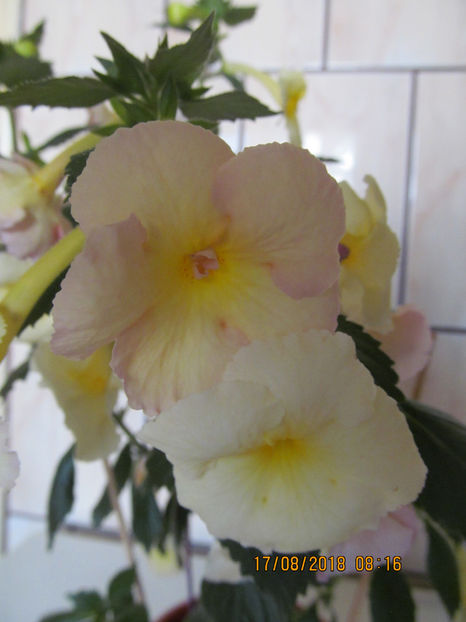  - Yellow English Rose