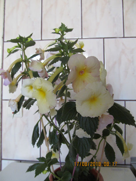  - Yellow English Rose