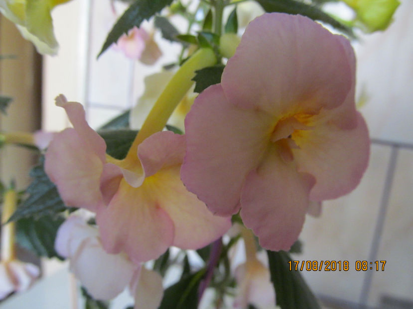  - Yellow English Rose
