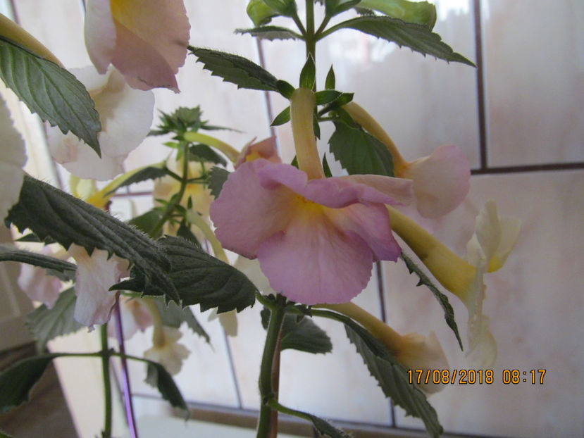  - Yellow English Rose