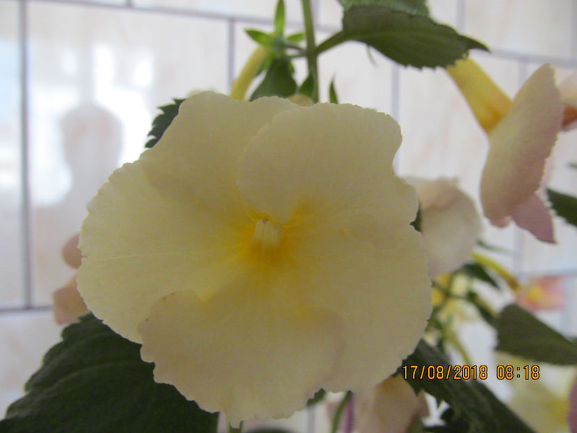  - Yellow English Rose