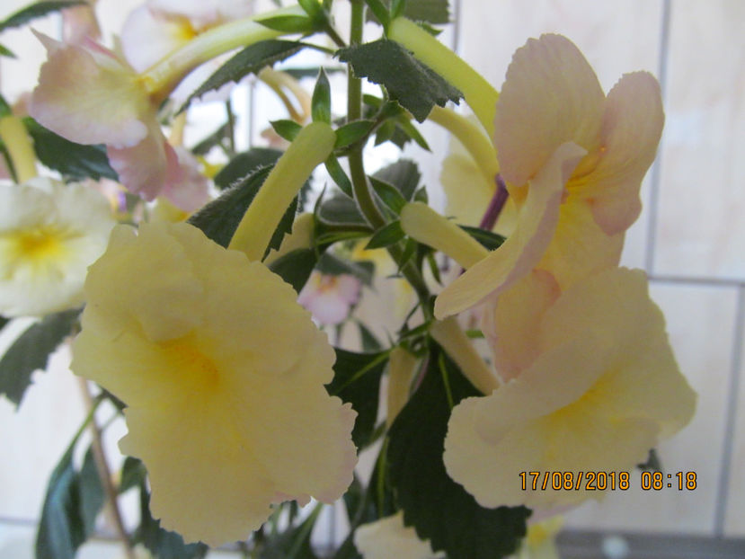  - Yellow English Rose