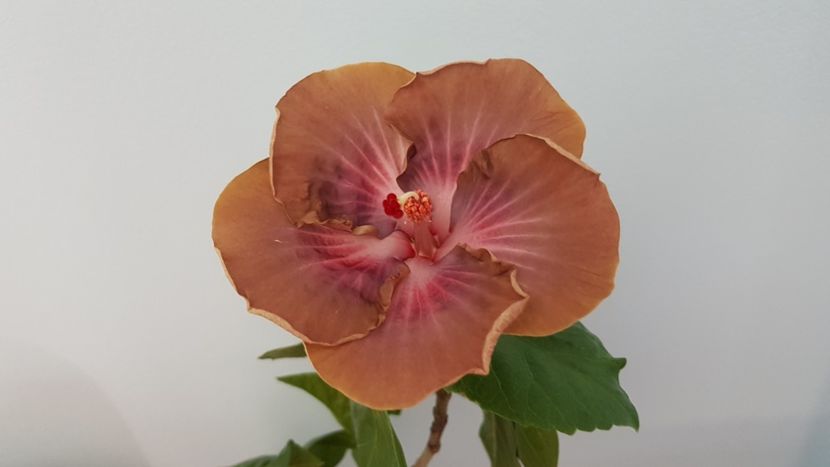  - Hibiscus RK Endless Joy