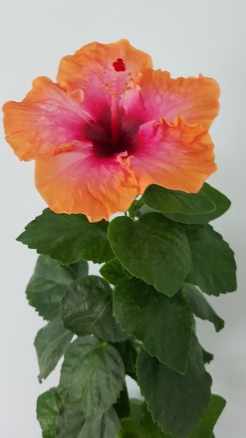  - Hibiscus Erin Rachel