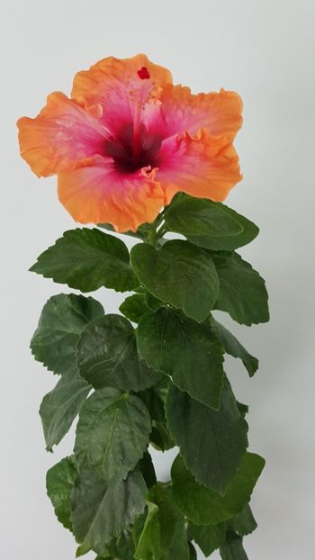  - Hibiscus Erin Rachel