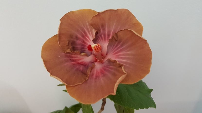  - HIBISCUS 2018