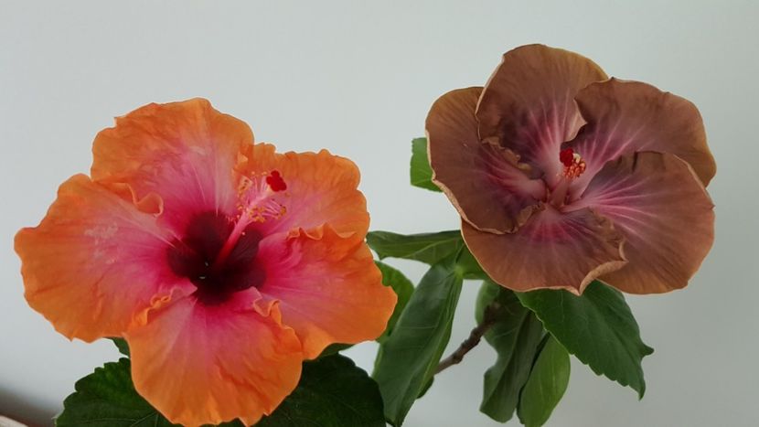  - HIBISCUS 2018
