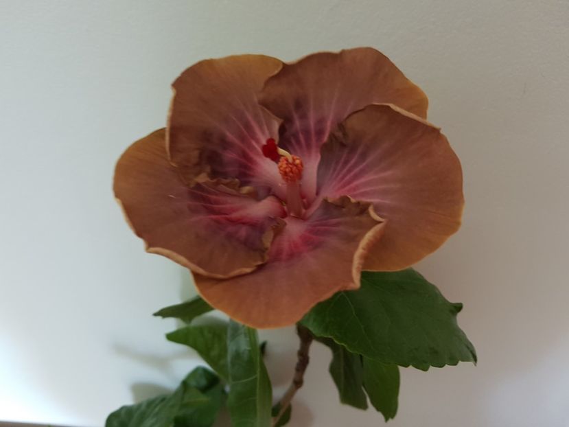  - HIBISCUS 2018